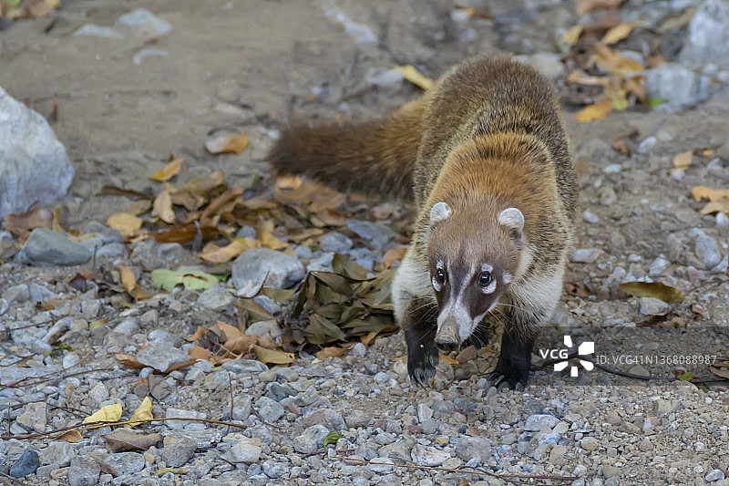白鼻浣熊在河床觅食图片素材