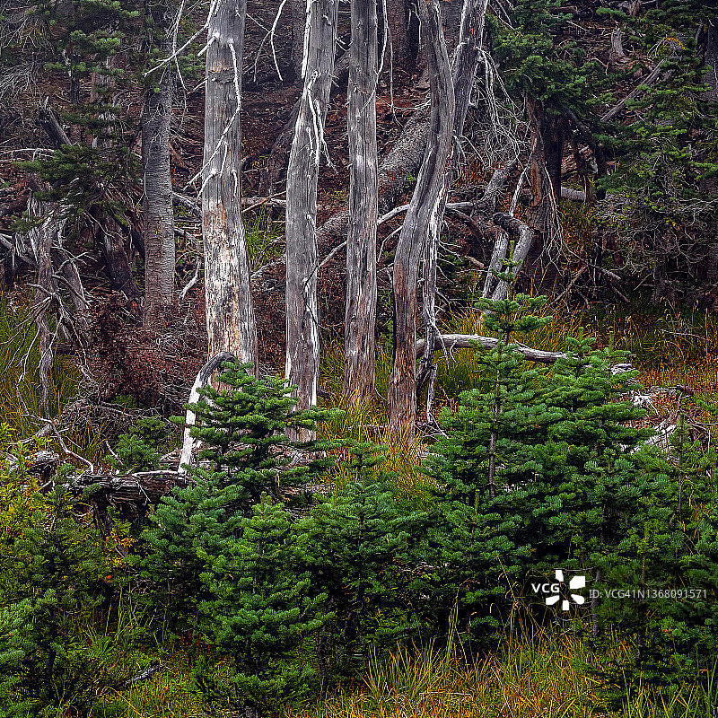 生者与死者图片素材