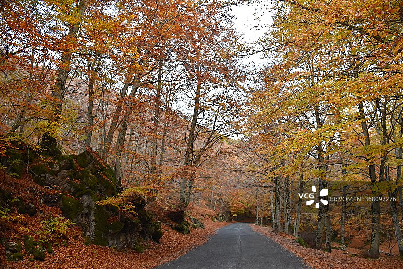 山毛榉森林中的道路图片素材