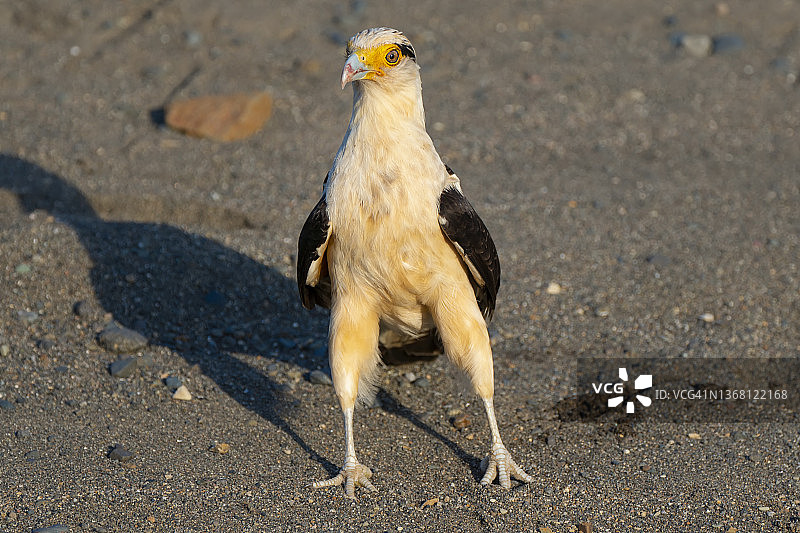 站在沙地上的黄头卡拉鹰图片素材