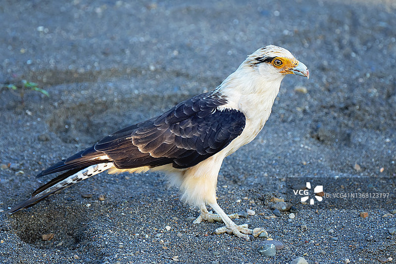 站在沙地上的黄头卡拉鹰图片素材