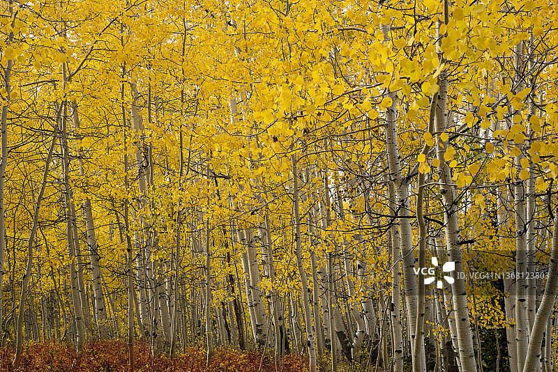 黄色白杨树林图片素材