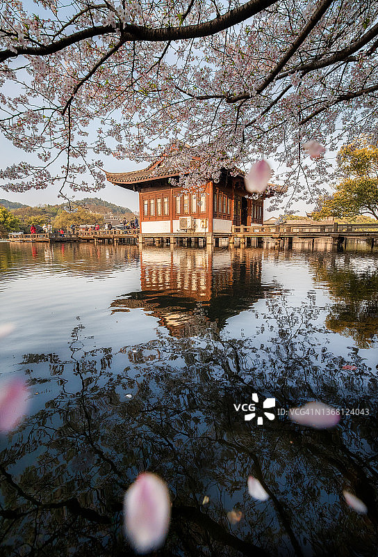 杭州西湖，春天飘落的樱花花瓣图片素材