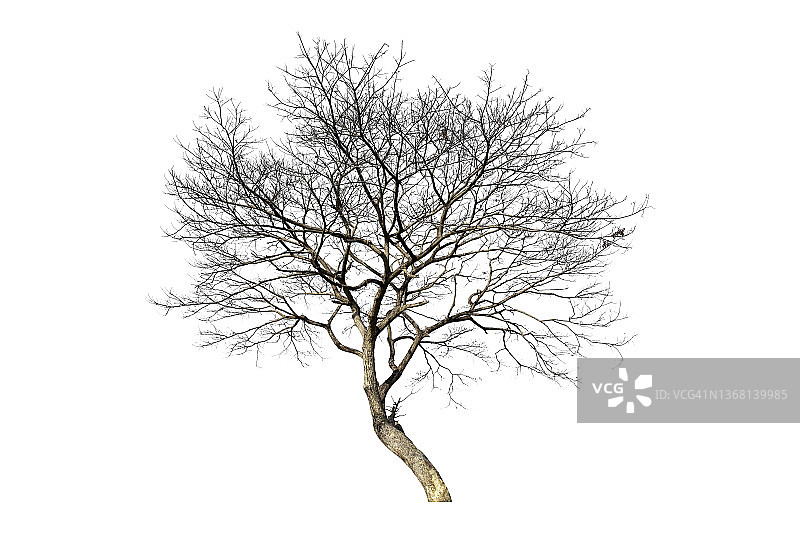 白色背景下的光秃秃的树，带裁剪路径图片素材