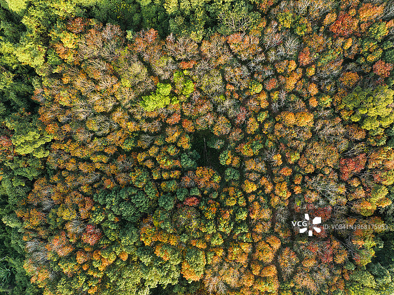 秋日橡胶树变色叶的日出航拍场景图片素材
