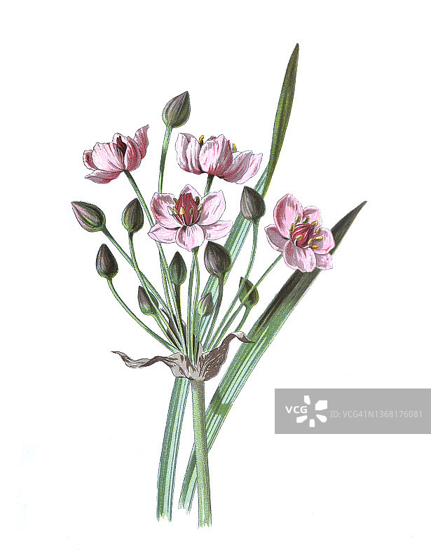 花香灯心草。（伞形花Butomus umbellatus）或草灯心草。古董手绘花卉插图。复古和古董花卉。野花插图。19世纪。图片素材