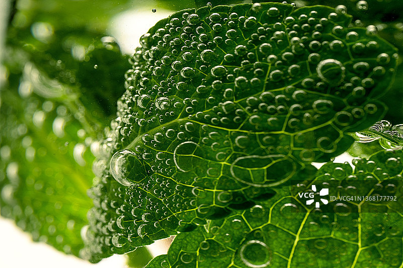 气泡水中薄荷叶图片素材