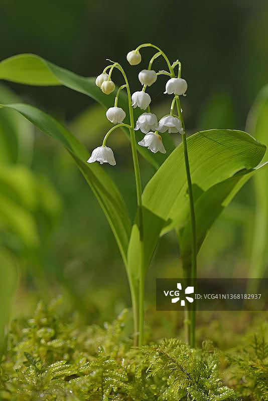 德国下萨克森州埃姆斯兰的铃兰图片素材
