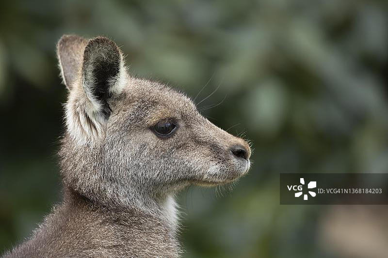 东部灰袋鼠头部特写，维多利亚州图片素材