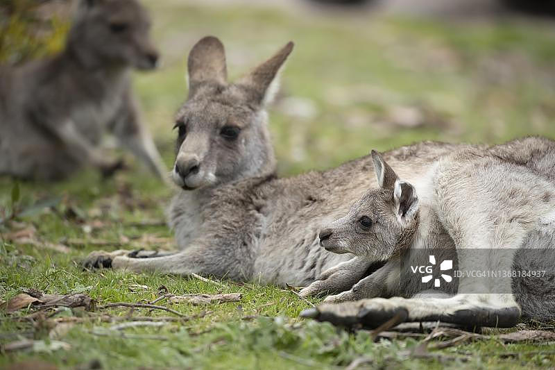 东部灰袋鼠（巨型袋鼠），成年雌性与幼崽在育儿袋中，维多利亚州图片素材