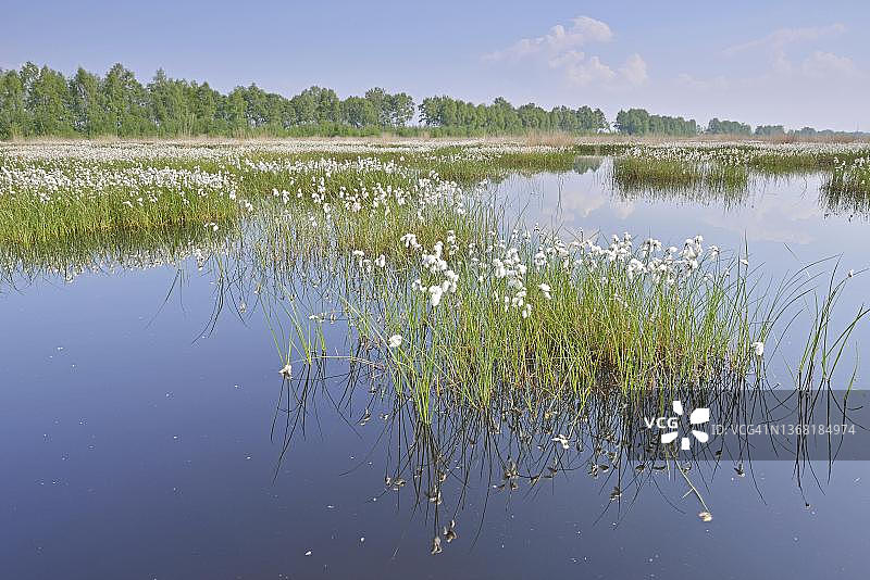 埃姆斯兰沼泽地的鞘状窄叶棉草图片素材