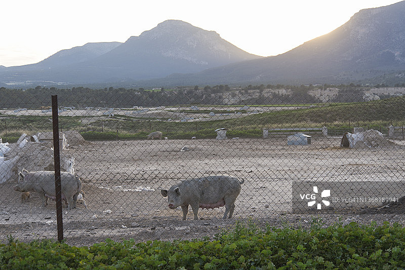 西班牙穆尔西亚日落时分的户外养猪场图片素材