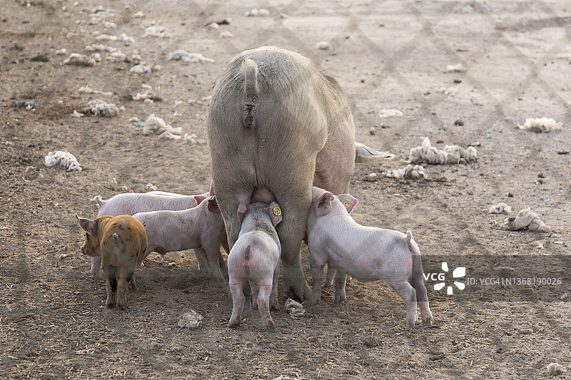透过围栏看母猪喂小猪的背面图片素材