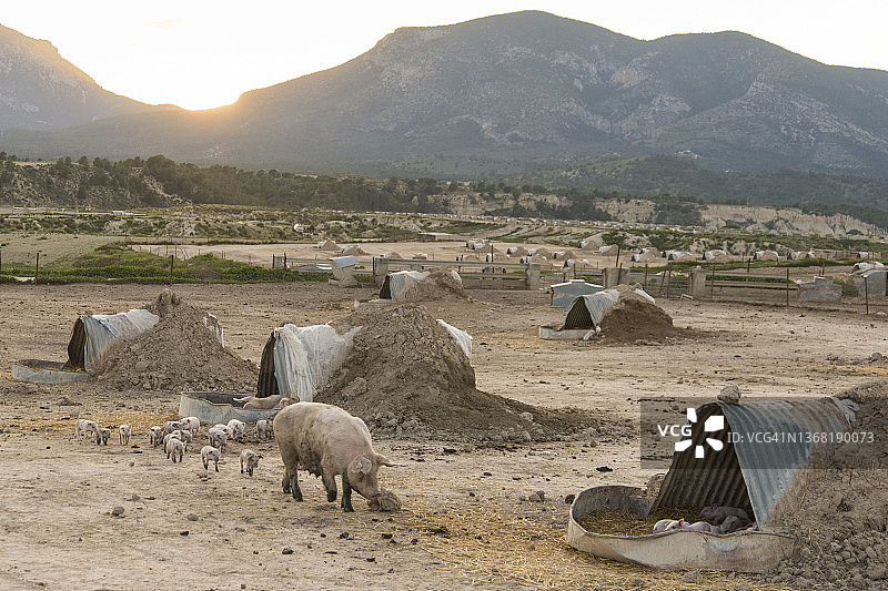 西班牙穆尔西亚洛尔卡地区的养猪场图片素材