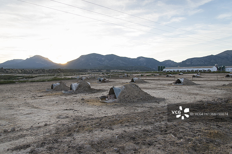 西班牙洛尔卡日落时分的户外养猪场图片素材