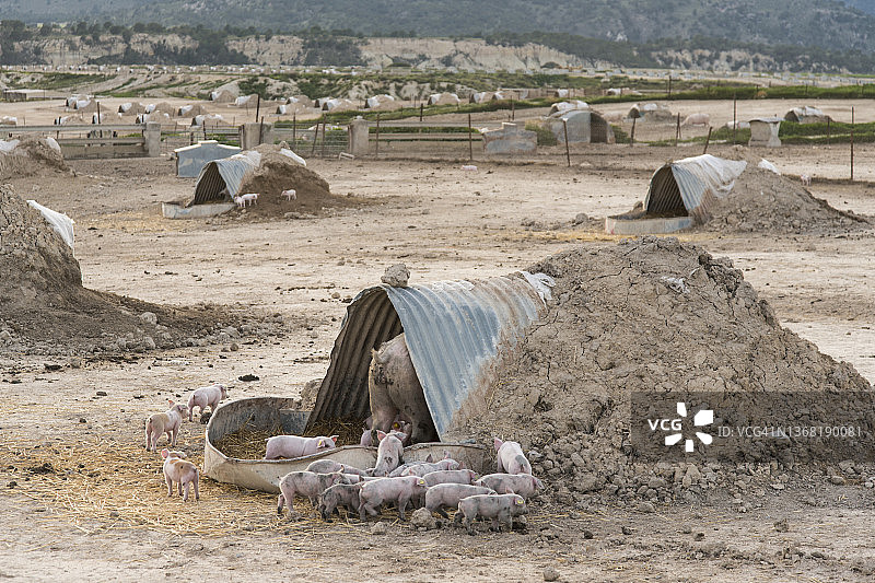 西班牙穆尔西亚洛尔卡猪育肥场中的几只乳猪图片素材