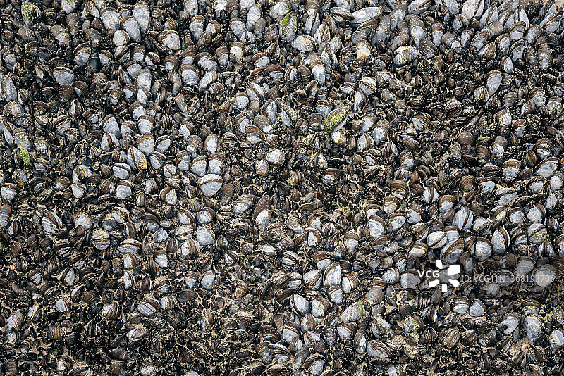 天然图案背景——自然中的贻贝图片素材