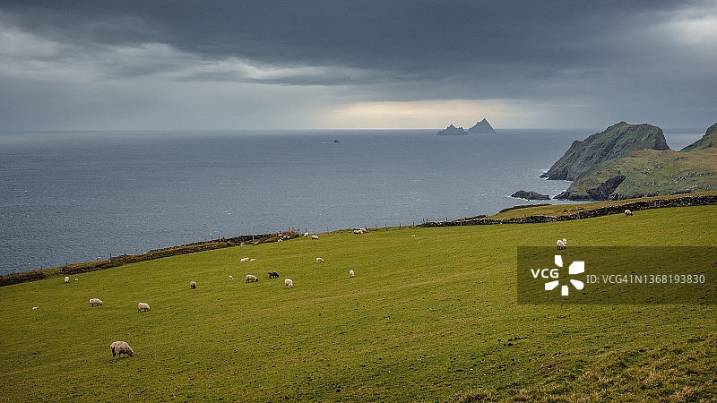 爱尔兰西海岸风光——在斯凯利格群岛附近的凯里环岛吃草的羊群图片素材