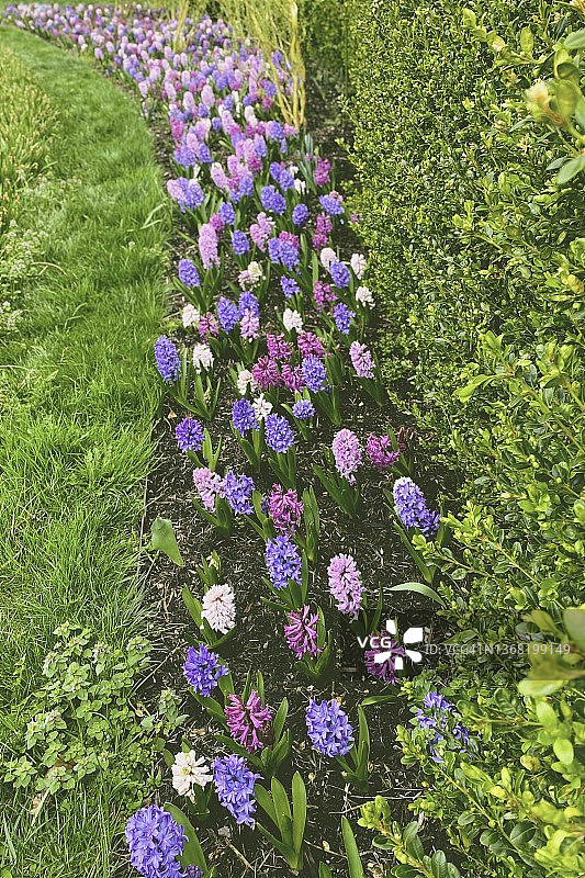 种满粉色和紫色风信子的花坛图片素材