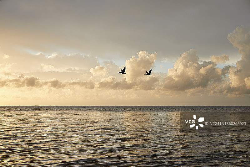 日出时分，海面上空的云彩与飞鸟图片素材
