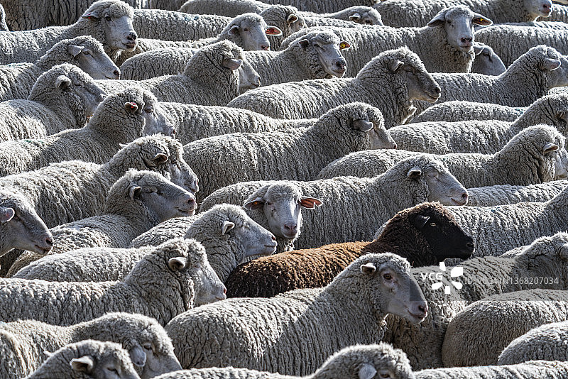 在 Trailing of the Sheep Festival 前的田野里的羊群图片素材