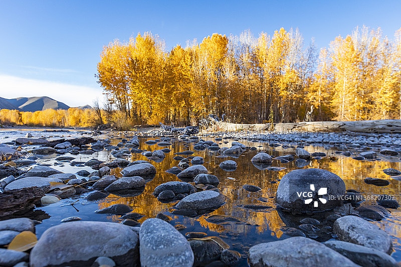 美国爱达荷州贝拉维秋季大伍德河中的湿岩石和黄色树木图片素材