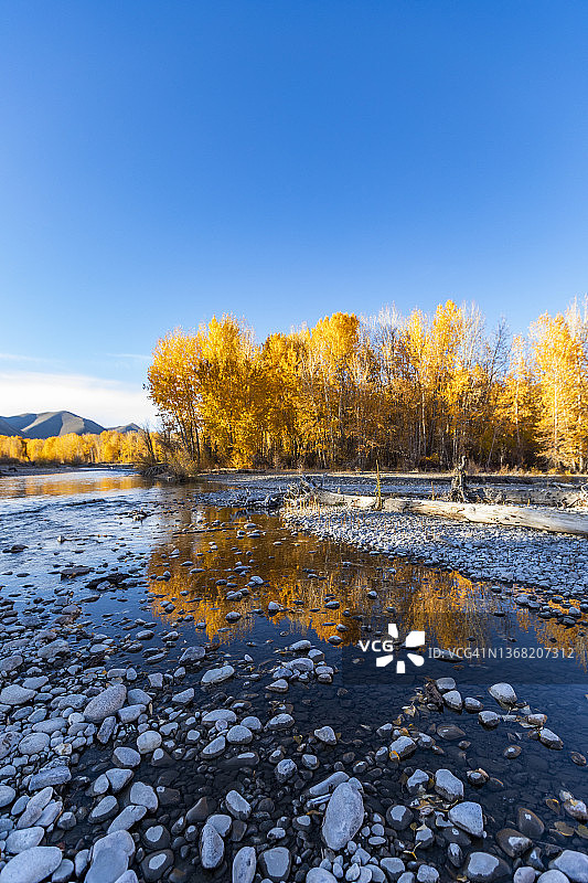 美国爱达荷州贝levue，秋季大伍德河和黄色树木图片素材