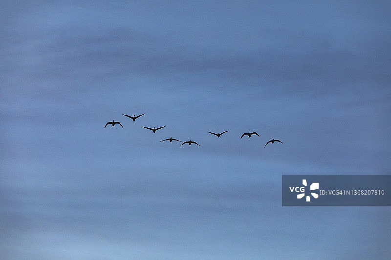 南迁的大号天鹅图片素材