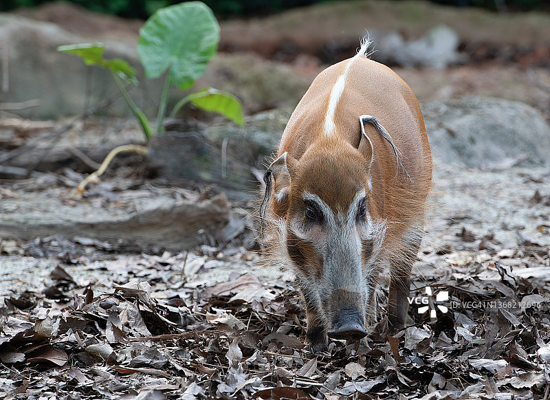 红河猪（Potamochoerus porcus）特写图片素材