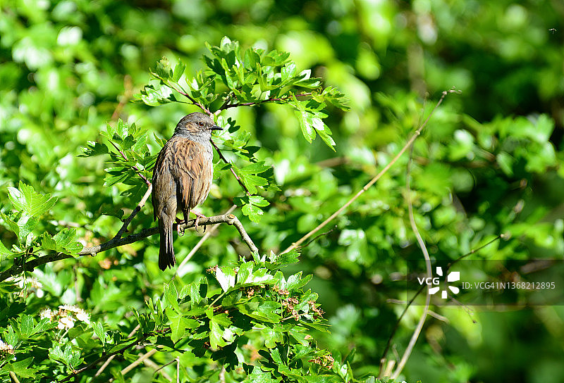 栖息在葱郁绿色灌木上的山雀图片素材