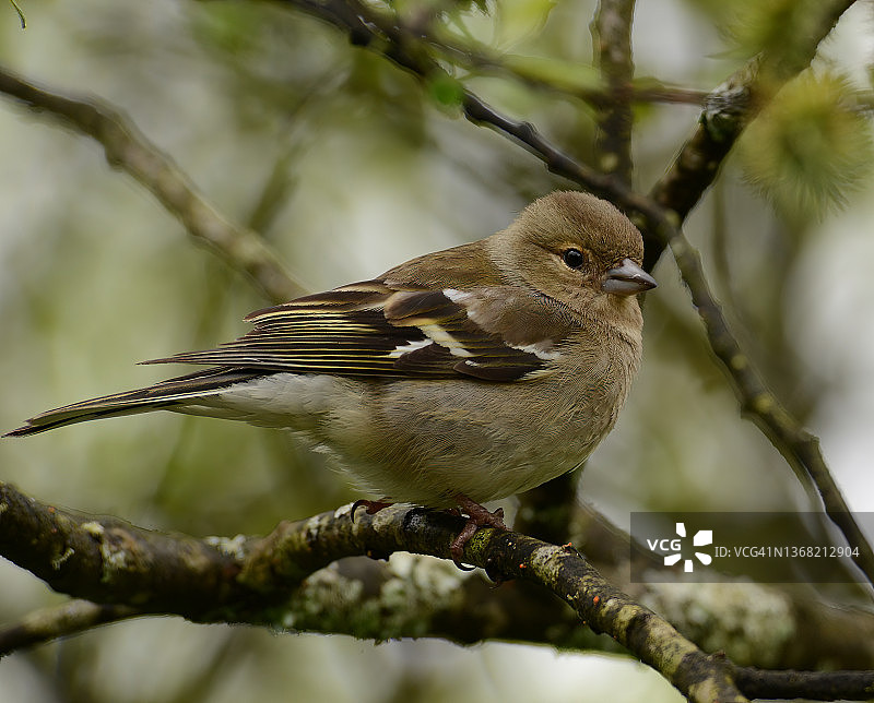 苍头燕雀图片素材