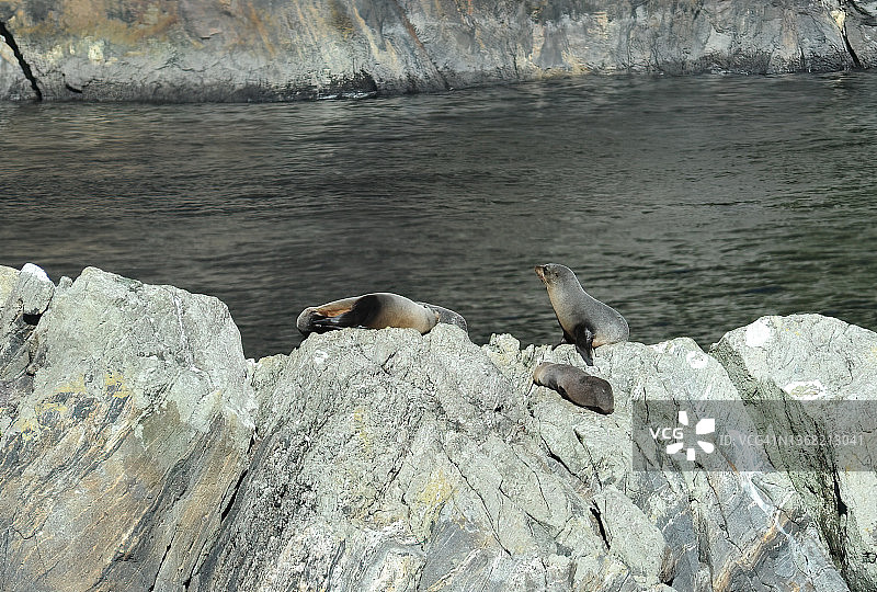 岩石上的新西兰海狗图片素材