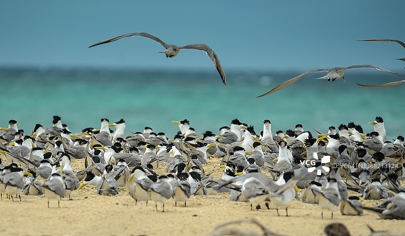 大凤头燕鸥图片素材