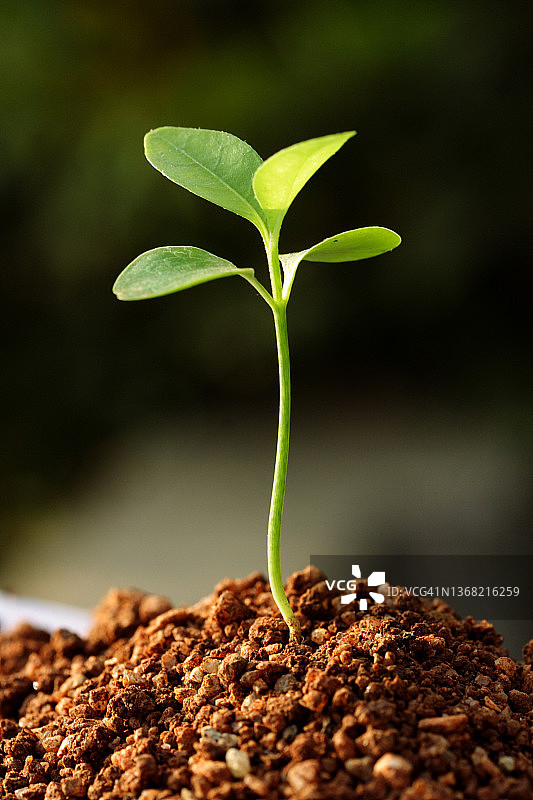植物生长：新生命图片素材