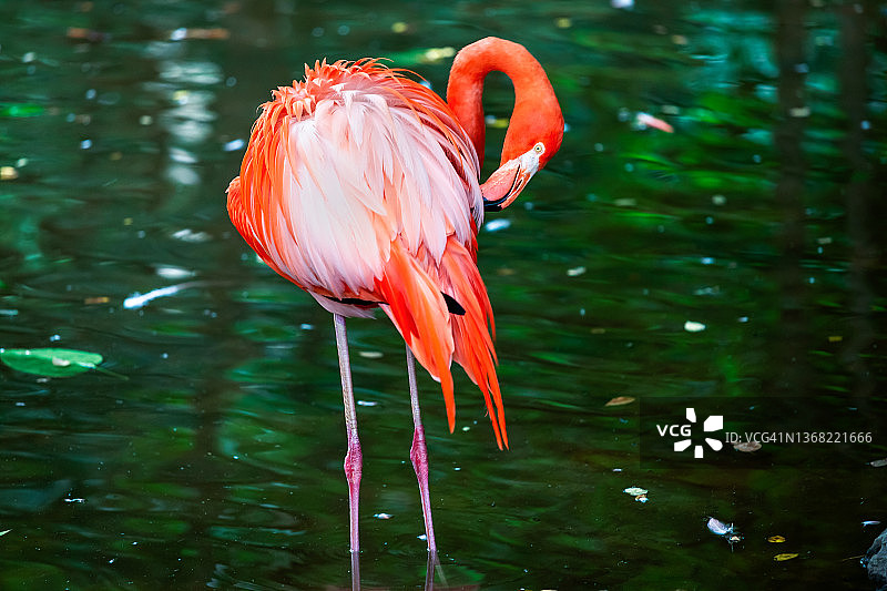 火烈鸟图片素材