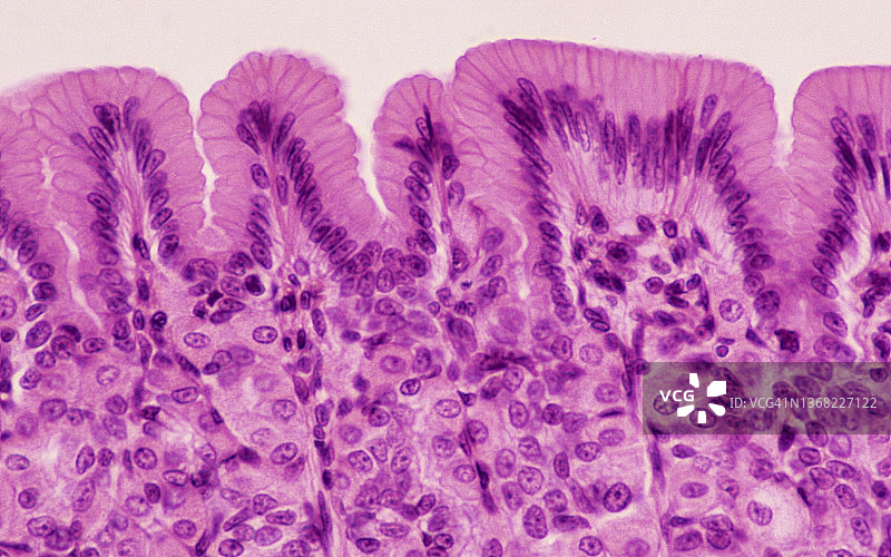 具有单层柱状上皮的胃粘膜，50倍放大图片素材