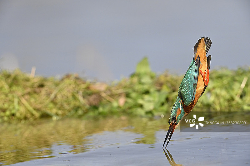 翠鸟潜入水中图片素材