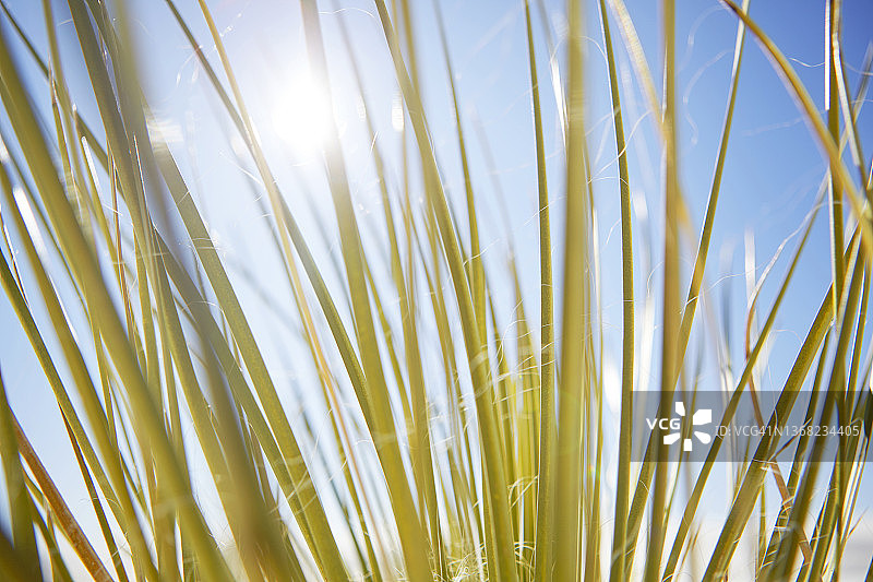 美国新墨西哥州白沙国家公园阳光明媚的肥皂树丝兰细节图片素材