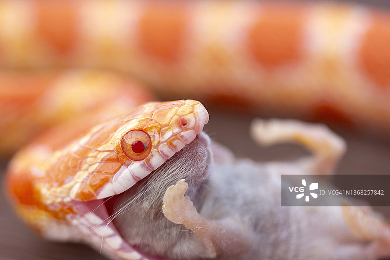 蛇吞食老鼠图片素材