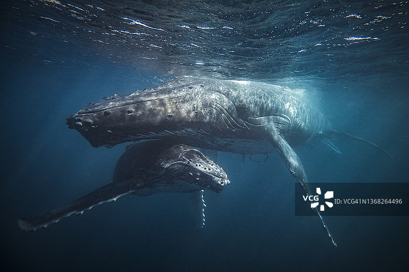 座头鲸呵护幼崽的温馨画面图片素材