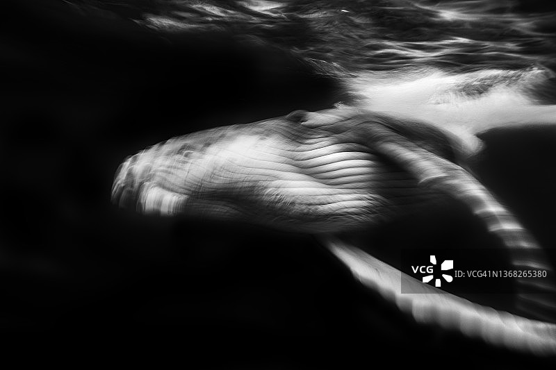 座头鲸在海面下游泳的慢速快门图片素材