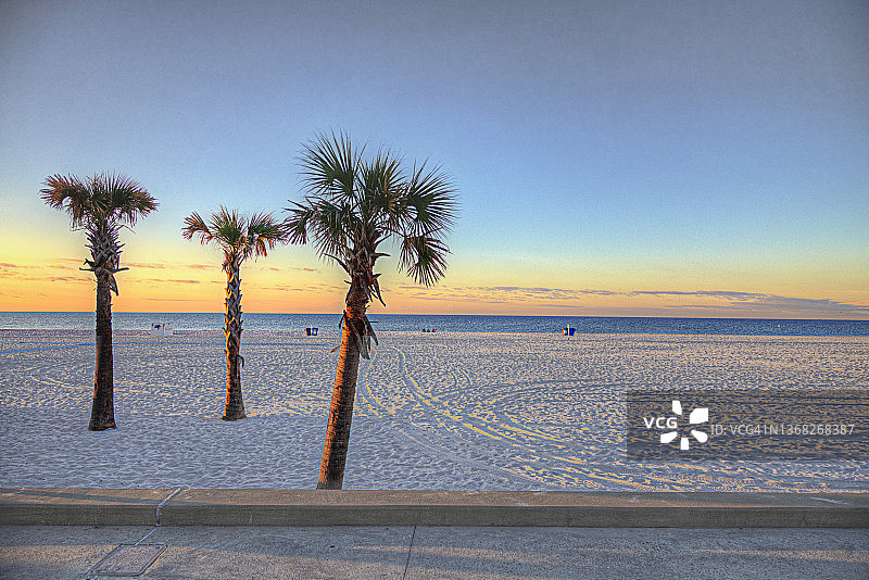 三棵棕榈树图片素材