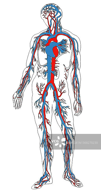 人体循环系统老式雕刻插图图片素材