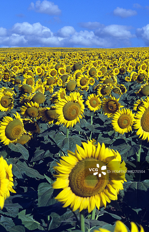 土耳其的向日葵田图片素材