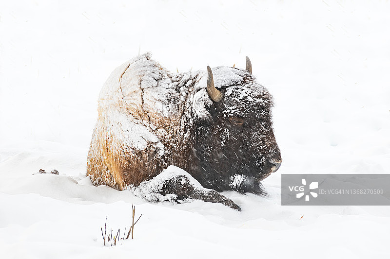 暴风雪中休息的美洲野牛图片素材