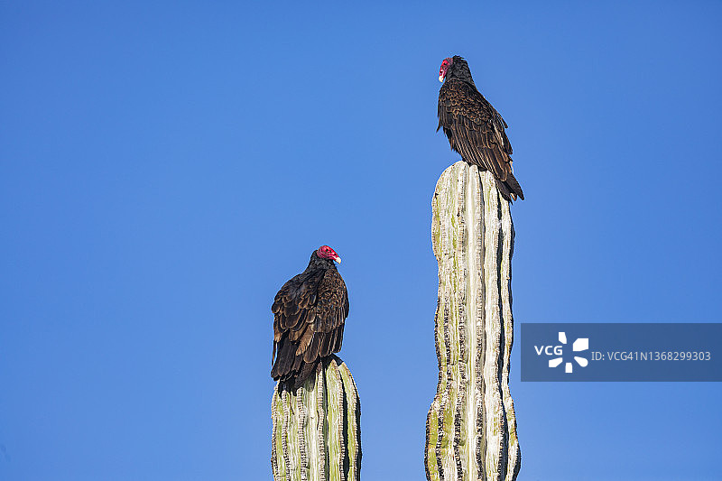栖息在巨人柱仙人掌上的美洲鹫图片素材