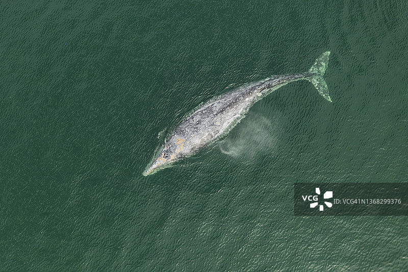 灰鲸的俯视图图片素材