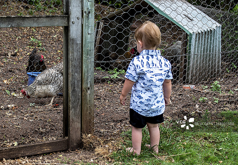 男童检查他的家庭鸡舍图片素材