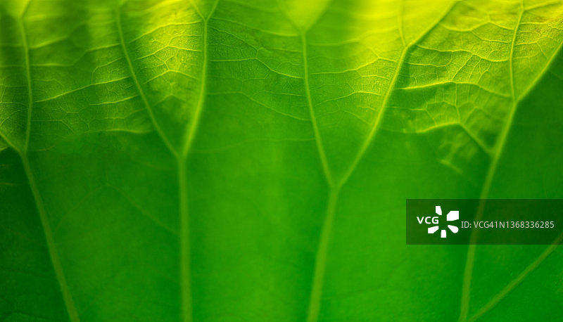 美丽的荷叶或热带绿叶图片素材