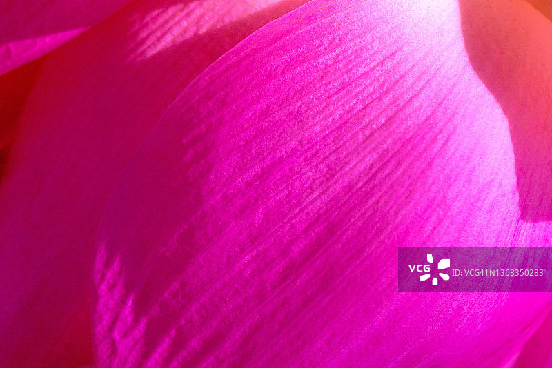 美丽的热带莲花突出了叶子的边缘和柔和的弧线图片素材